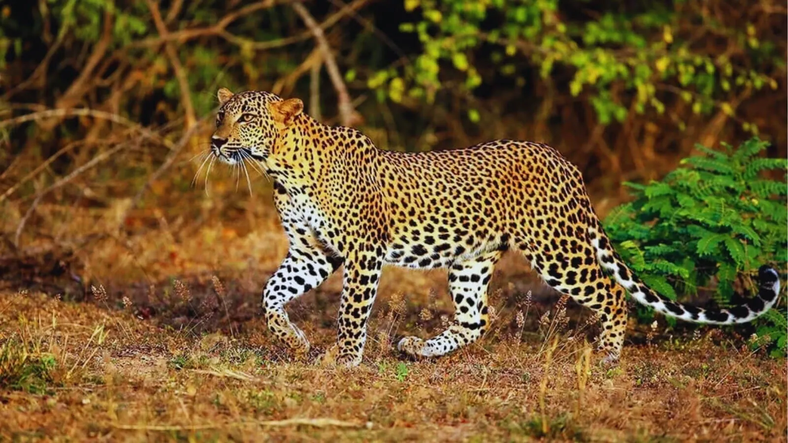 Wilpattu National Park, Sri Lanka