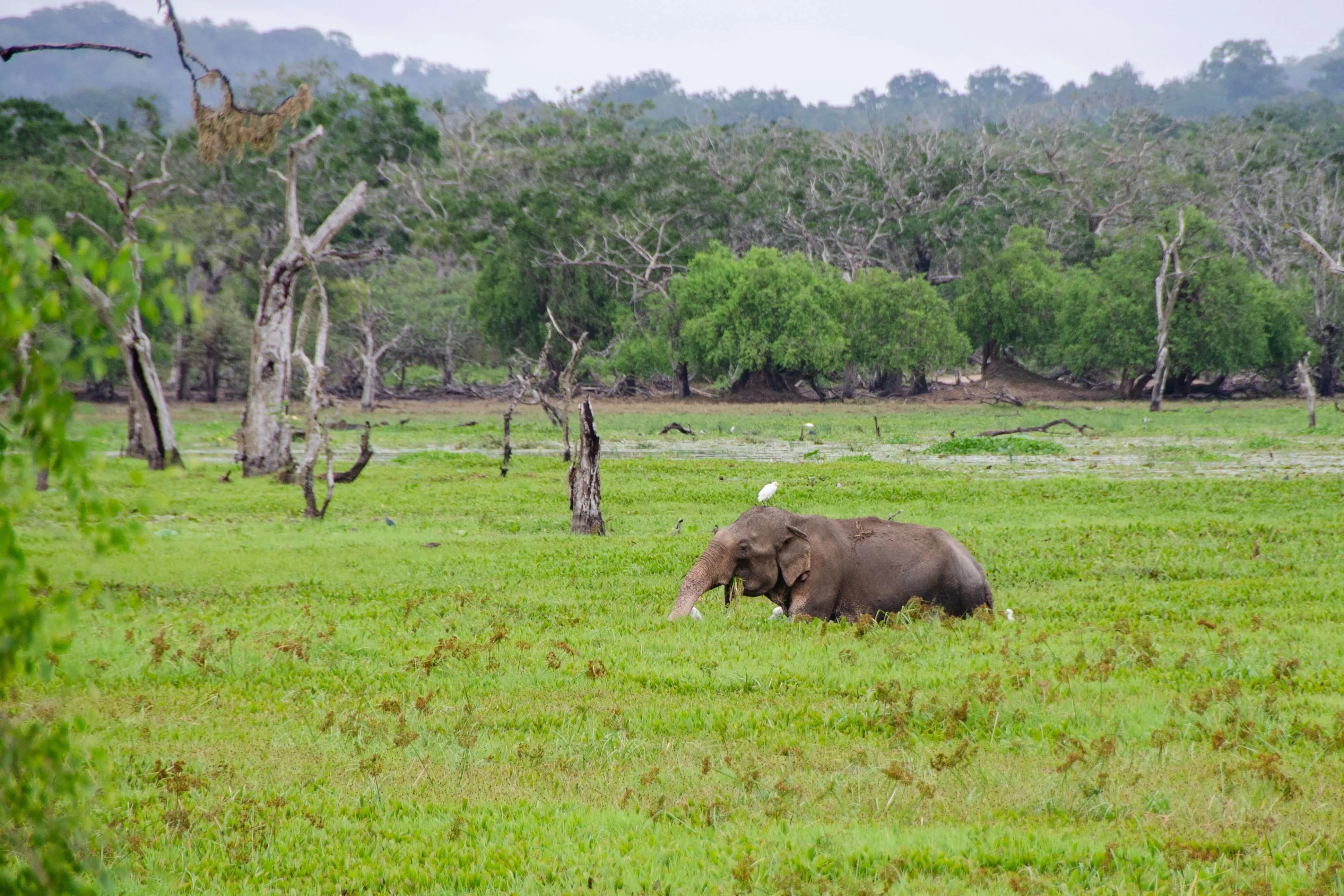 Udawalawe elephant safari