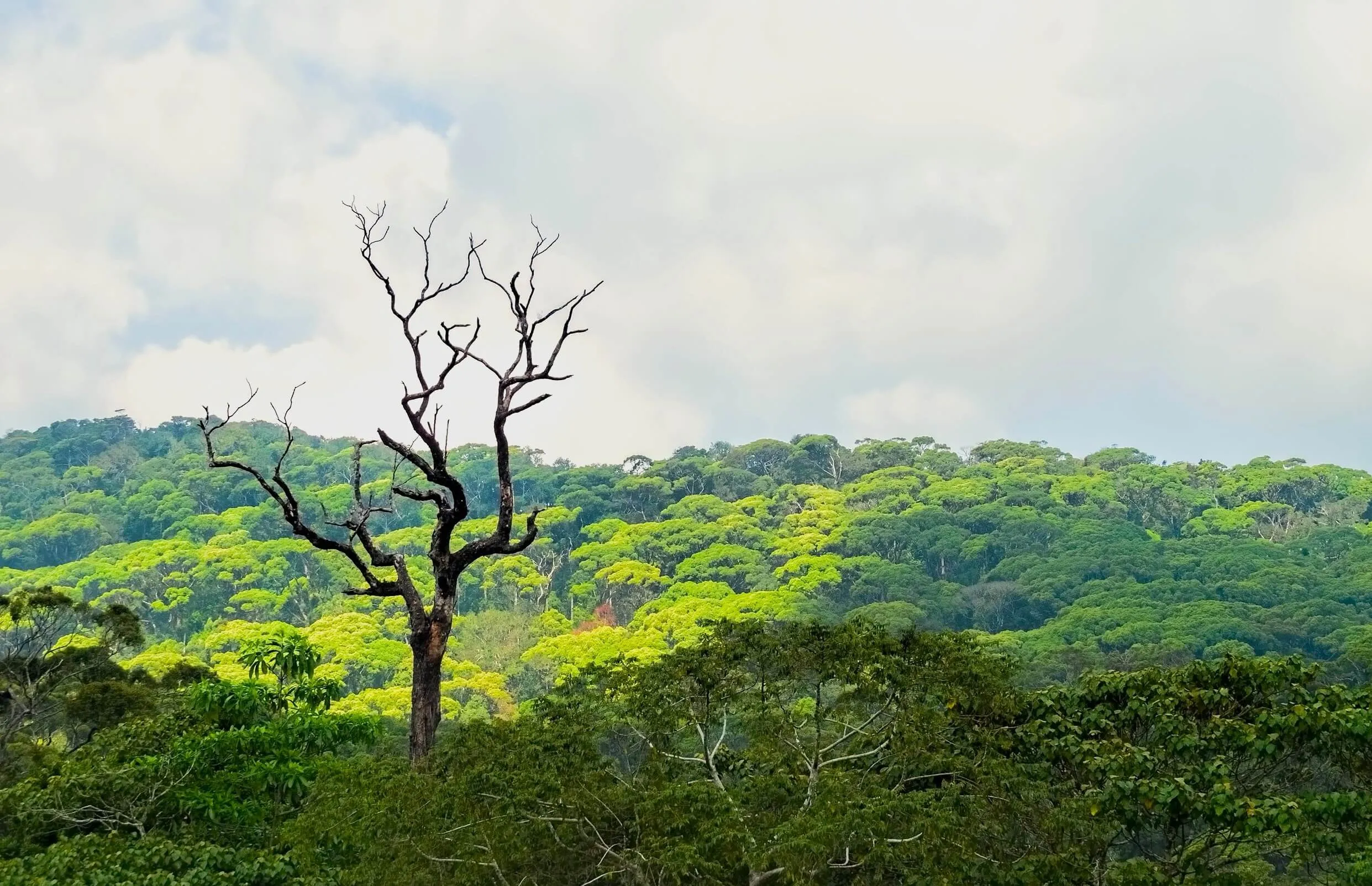 Sinharaja rainforest