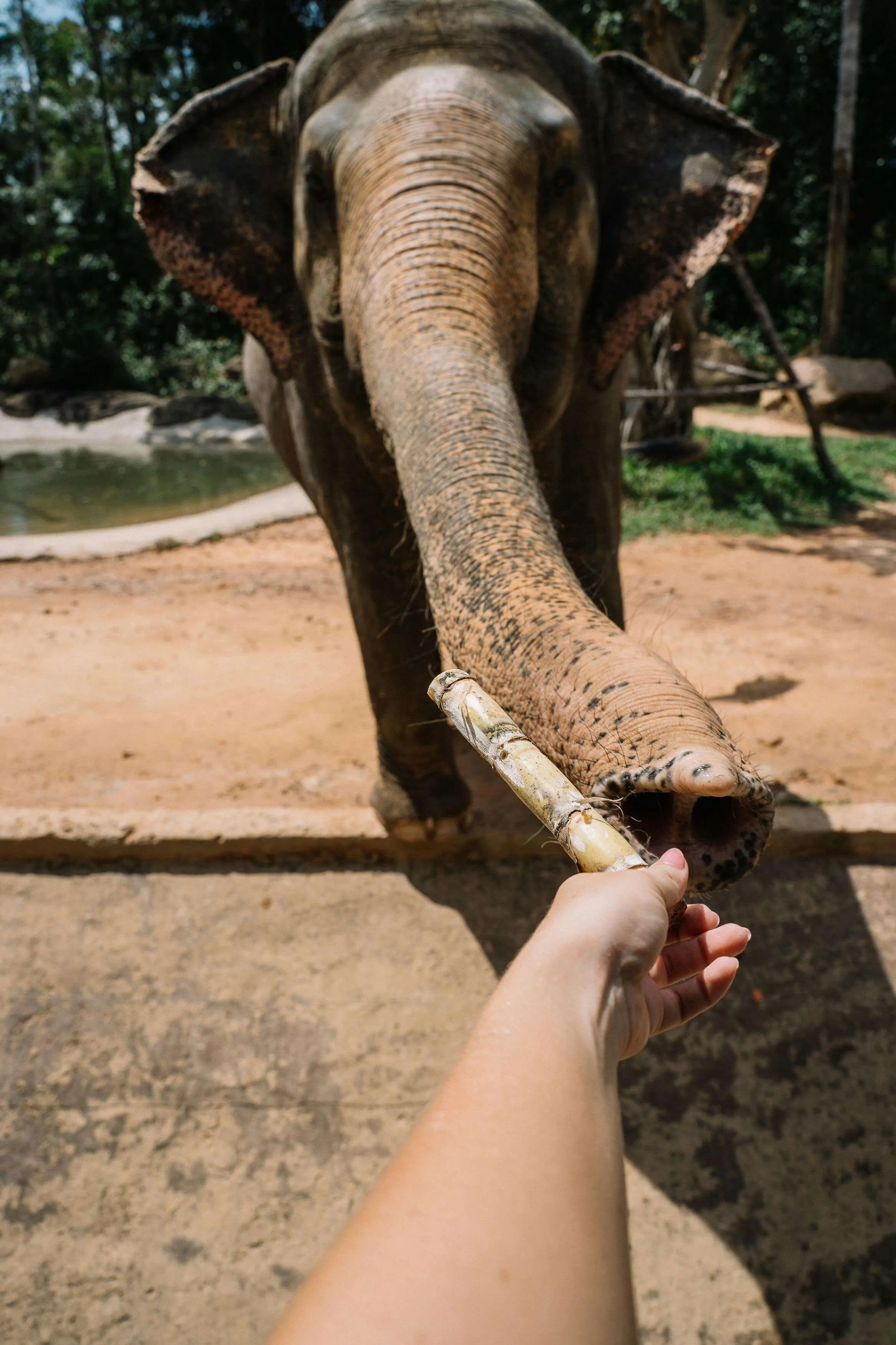 Polonnaruwa and elephant safari