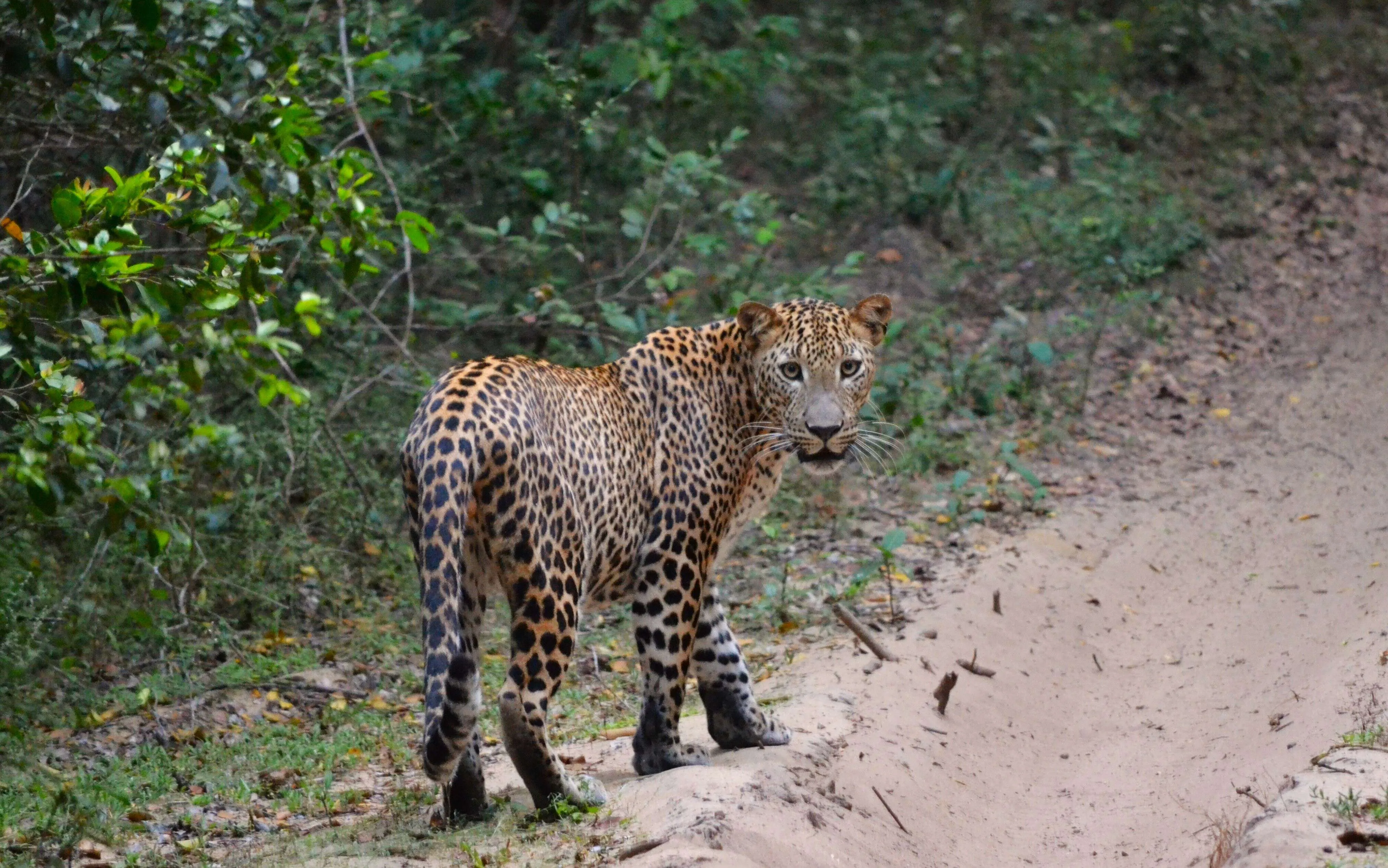 Wilpattu National Park safari