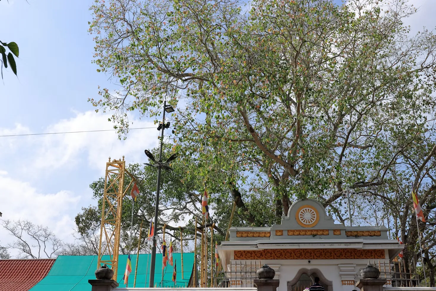 Jaya Sri Maha Bodhi sacred tree in Anuradhapura