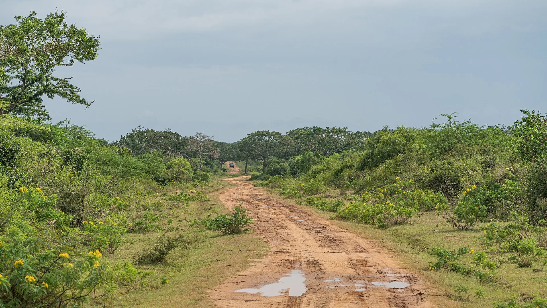 Coastal wetland landscape in Bundala National Park, Sri Lanka