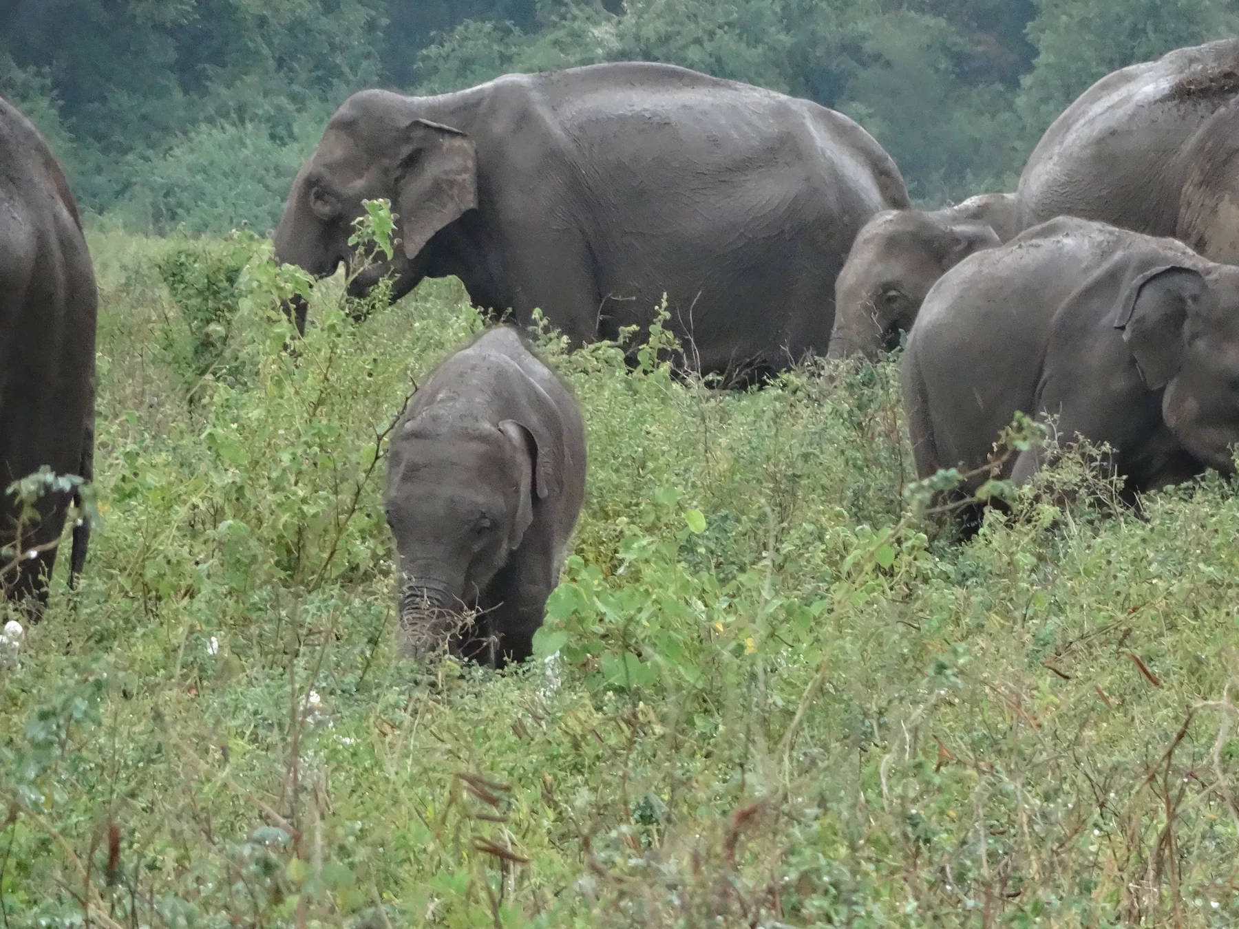 Elephant family in Kaudulla National Park, Sri Lanka