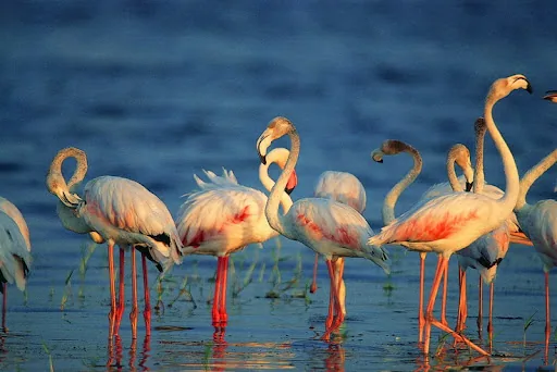 Flamingos feeding in a Kumana wetland lagoon