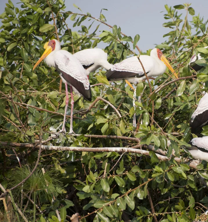 Painted storks nesting in Kumana National Park