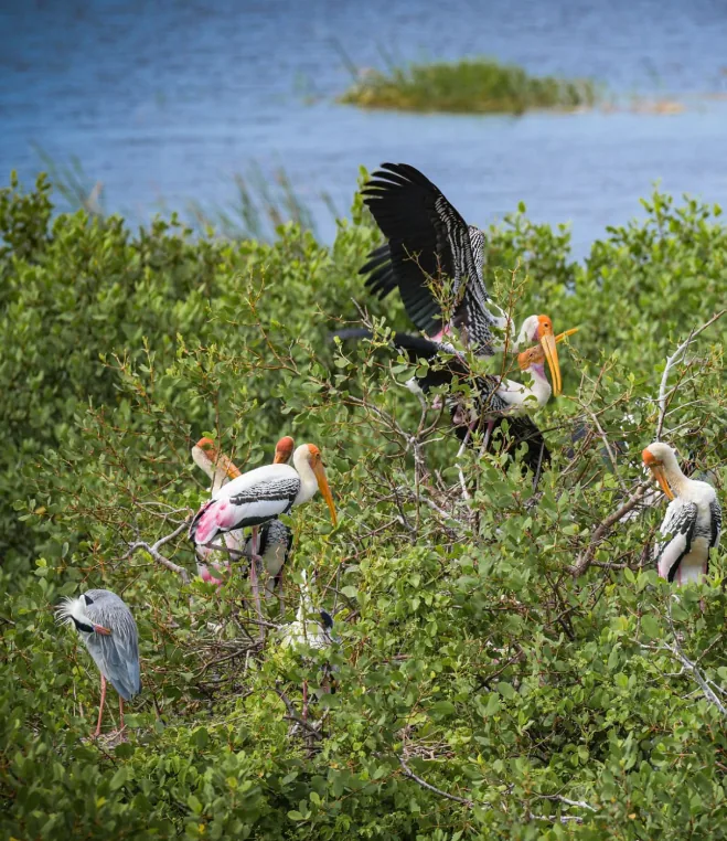 Waterbirds nesting above a wetland in Kumana National Park, Sri Lanka
