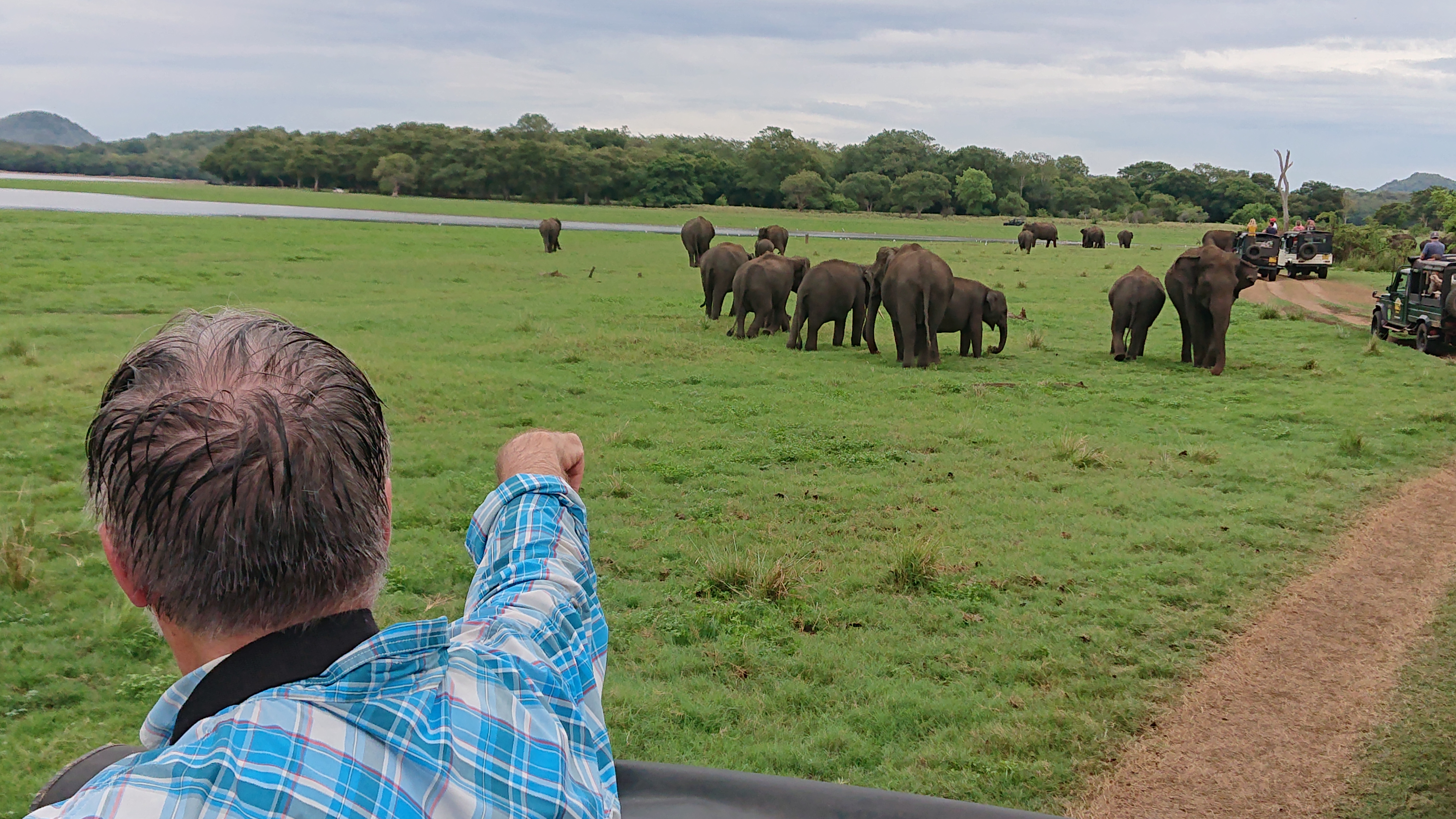 Elephant herd on safari in Minneriya National Park