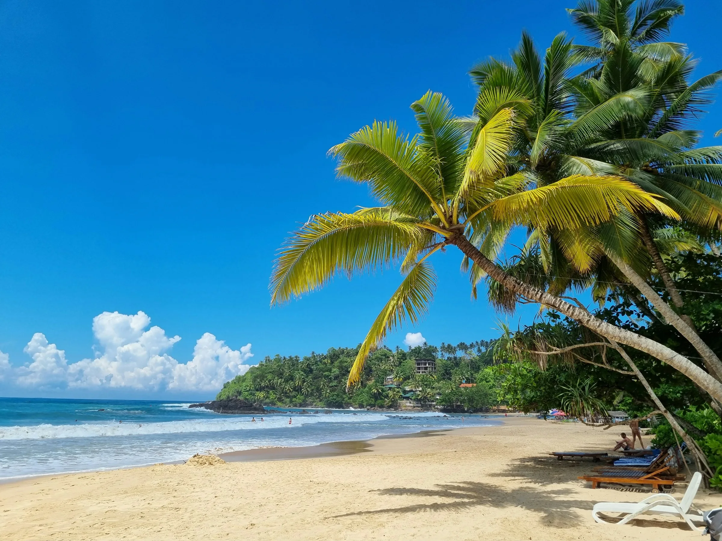 Palm tree and beach chairs on Mirissa Beach
