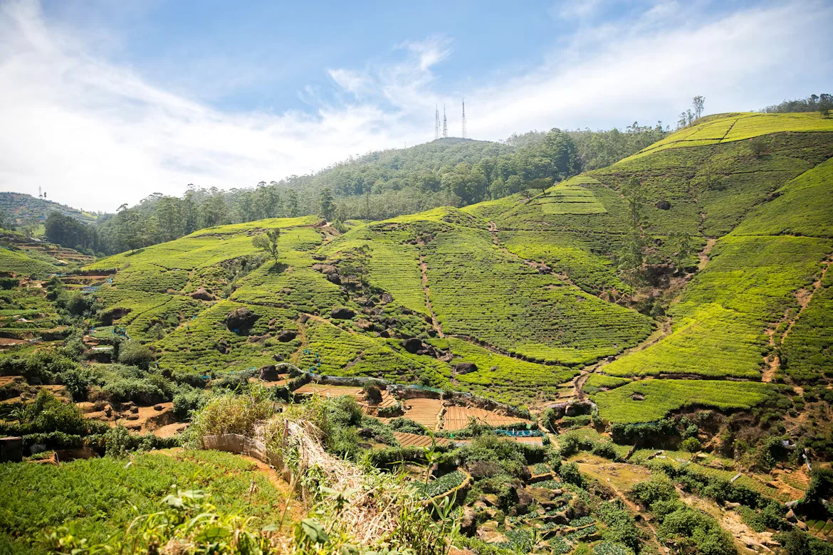 Tea-covered hills in Nuwara Eliya, Sri Lanka