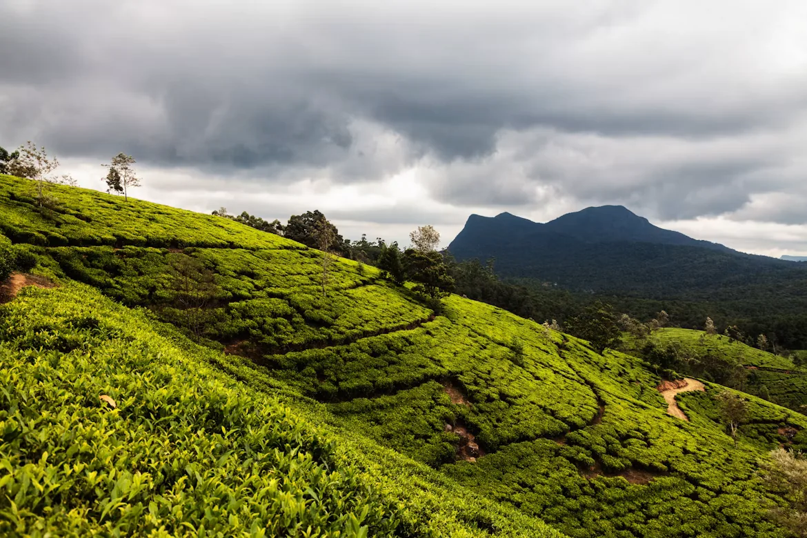 Tea hills and dramatic clouds in Nuwara Eliya