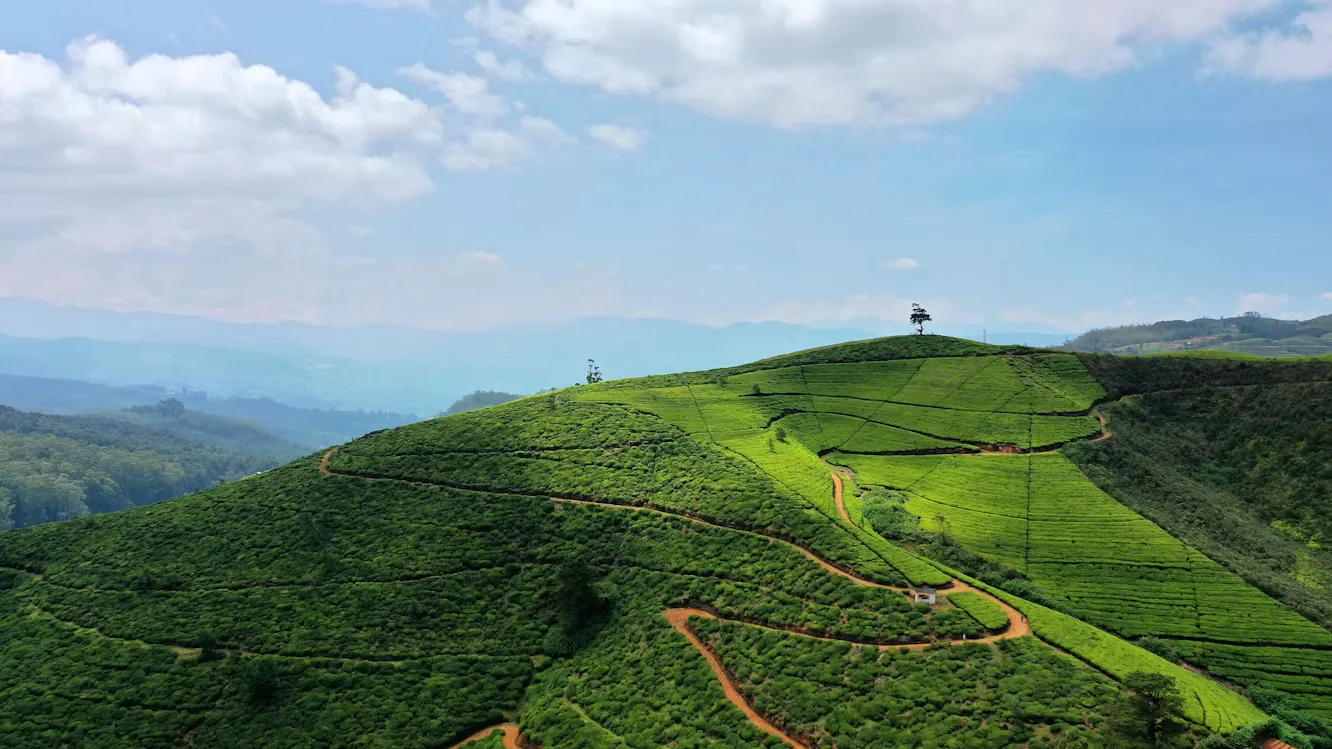 Panoramic tea-covered hills in Nuwara Eliya, Sri Lanka