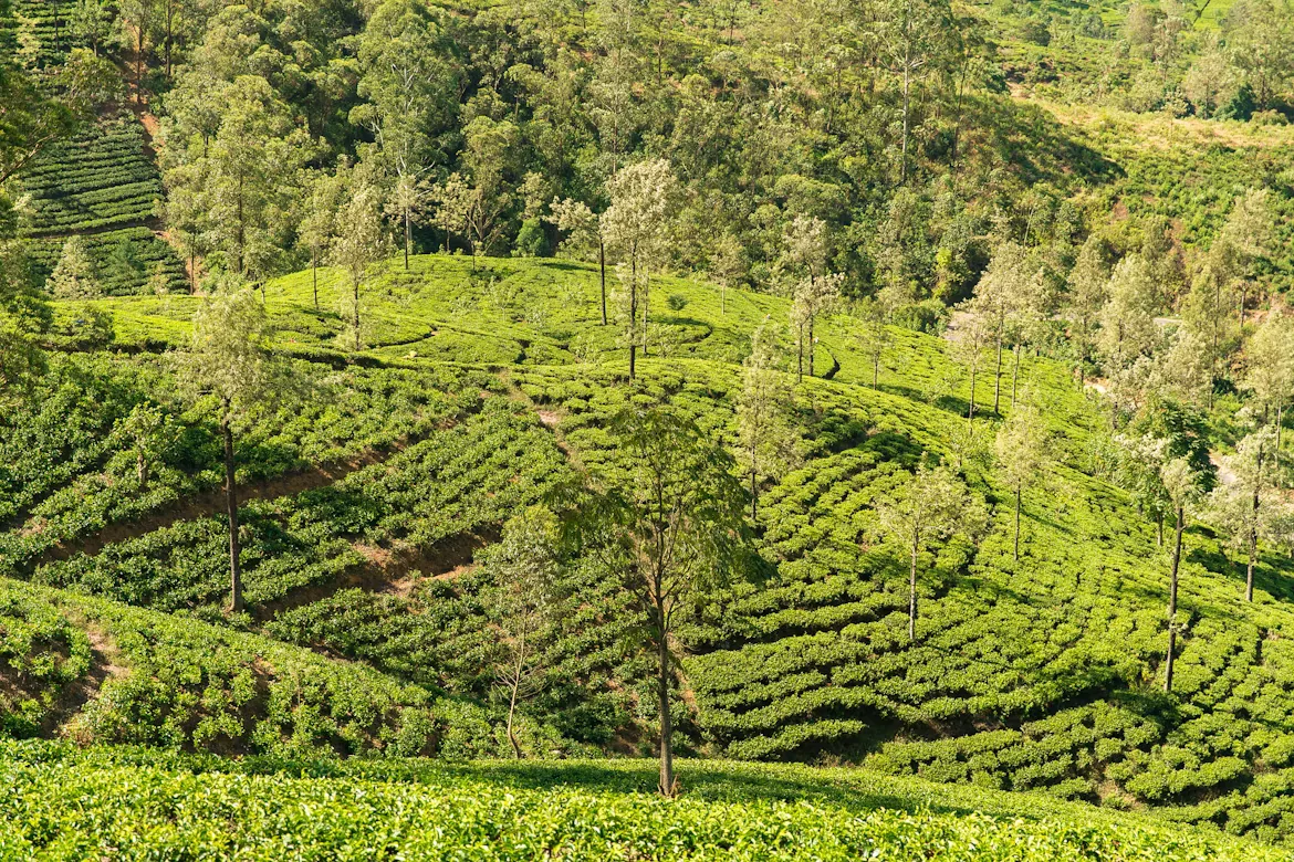 Lush tea plantation in Nuwara Eliya, Sri Lanka
