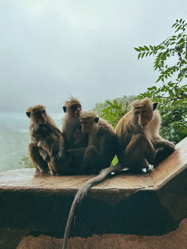 Toque macaques near Sigiriya Rock Fortress