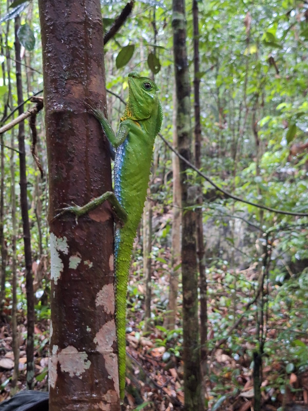 Green lizard in Sinharaja Forest Reserve