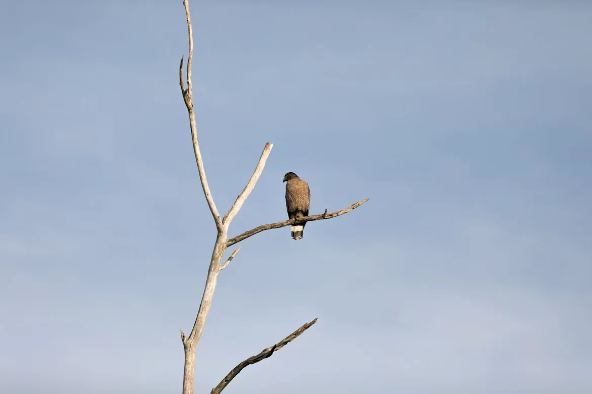 Bird perched in Udawalawe National Park