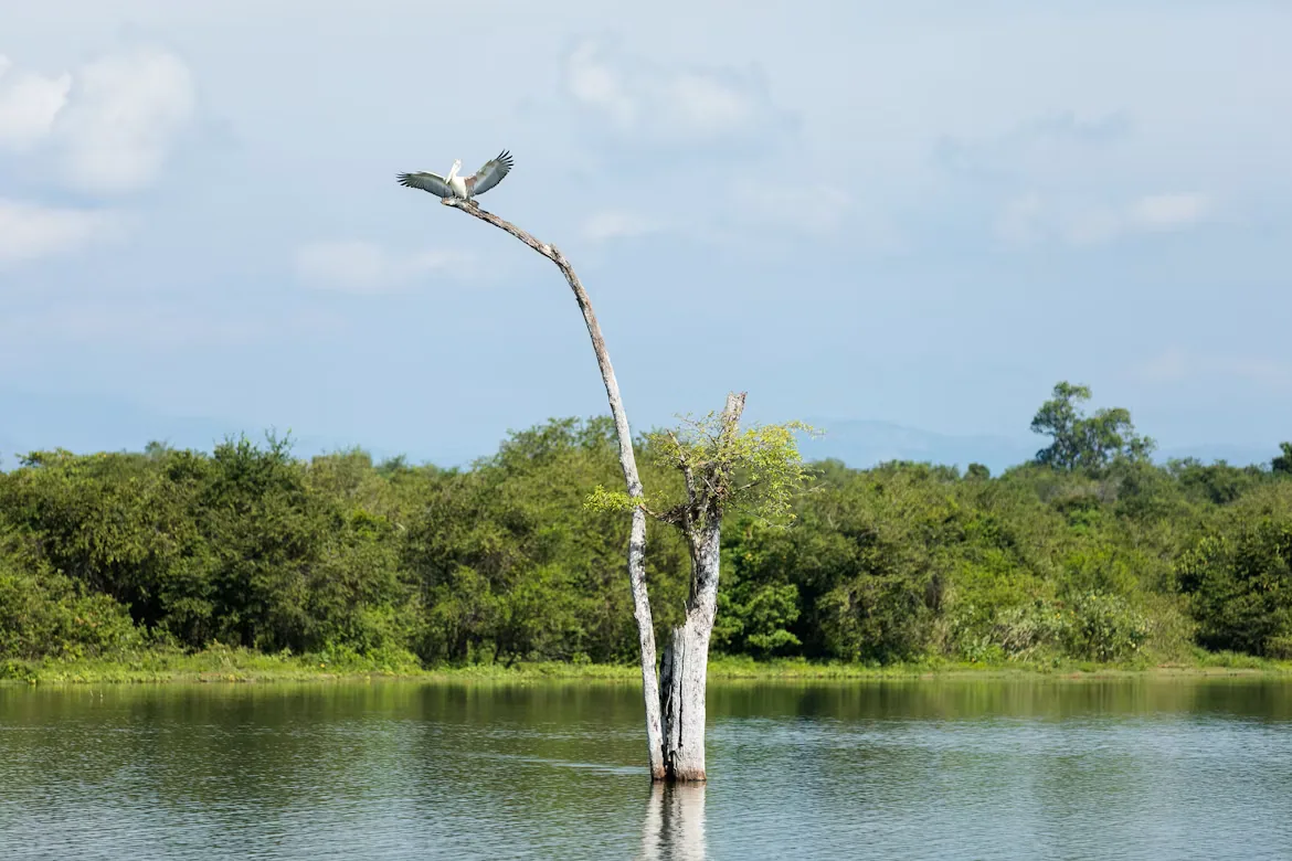 Bird above the reservoir in Udawalawe National Park