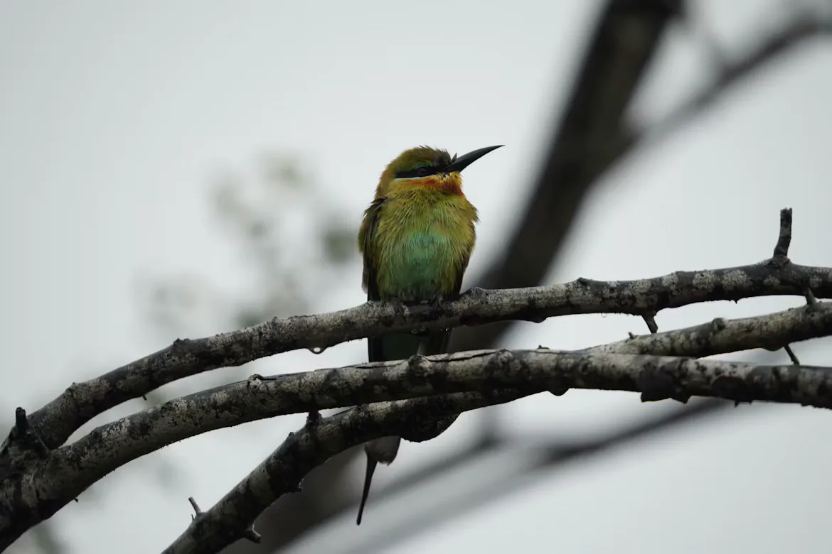 Bird on a tall branch in Udawalawe