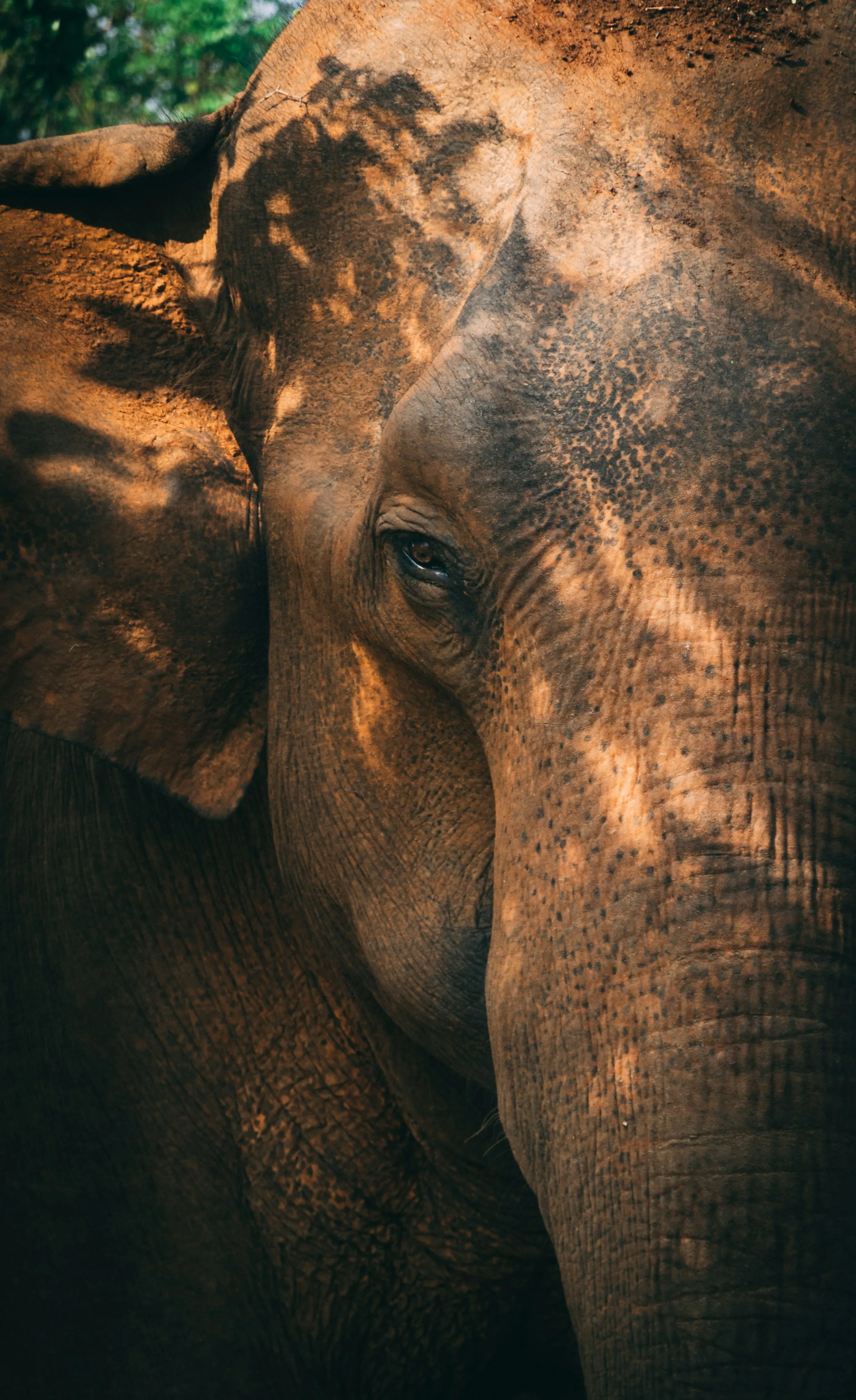 Close-up portrait of an Asian elephant in Udawalawe