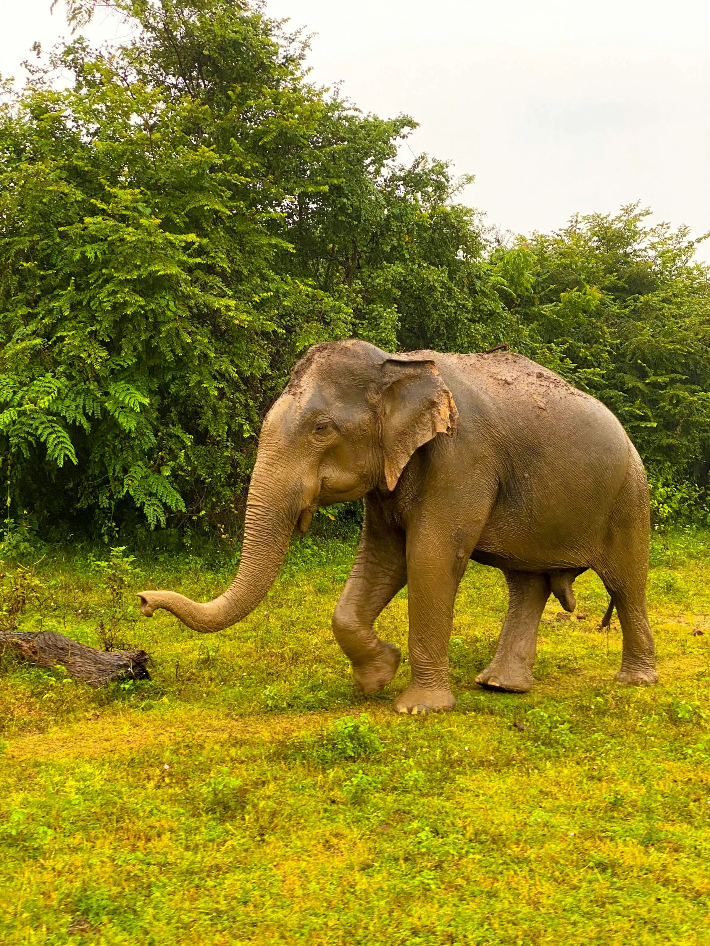 Sri Lankan elephant walking through lush grassland in Udawalawe
