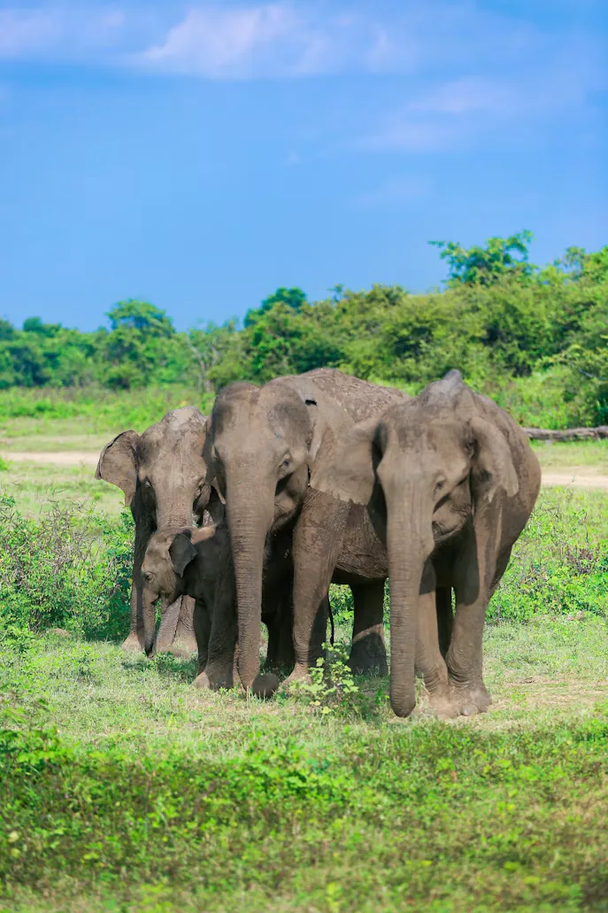 Elephant herd in open Udawalawe grassland