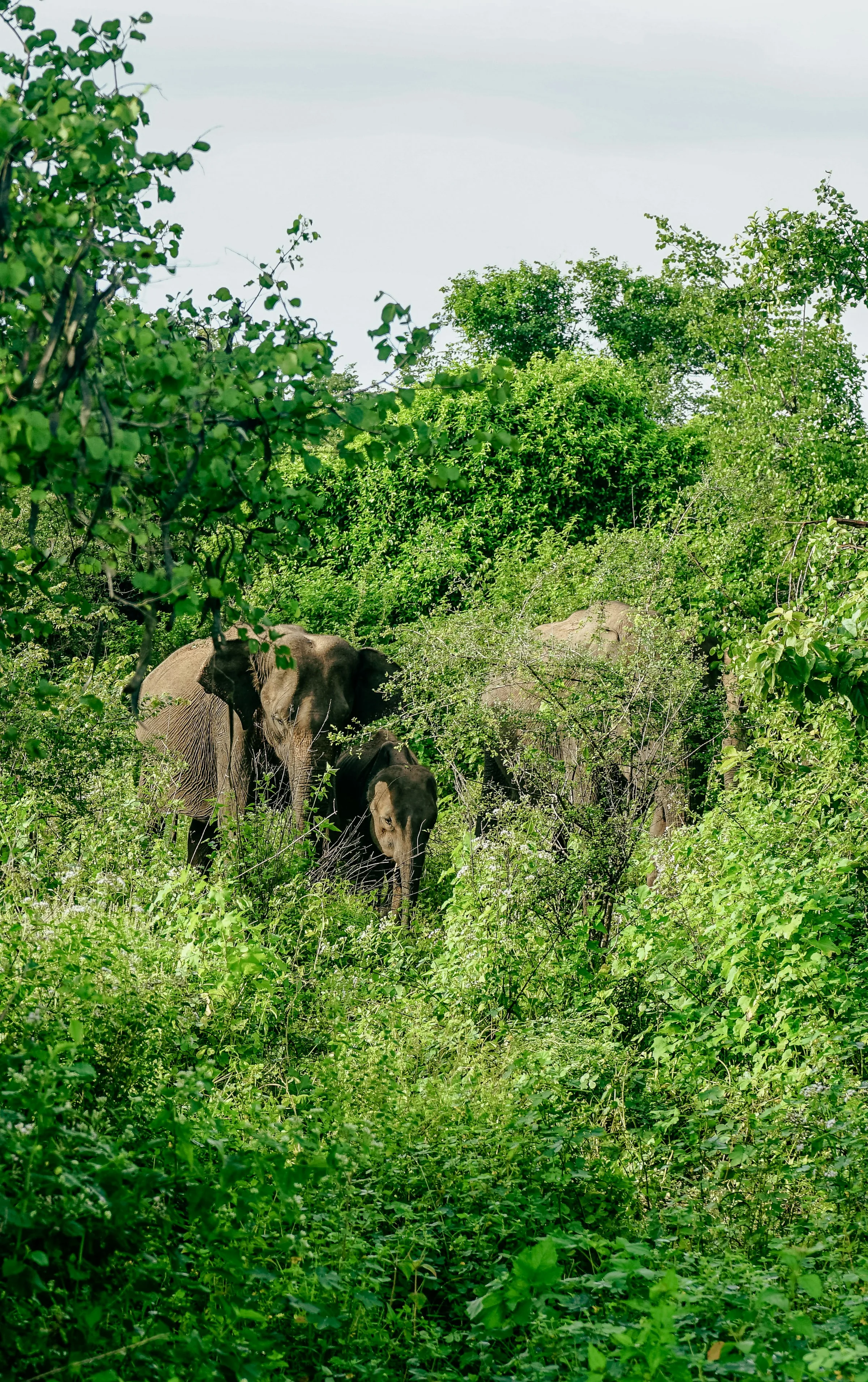 Elephant herd in the green forest of Udawalawe National Park
