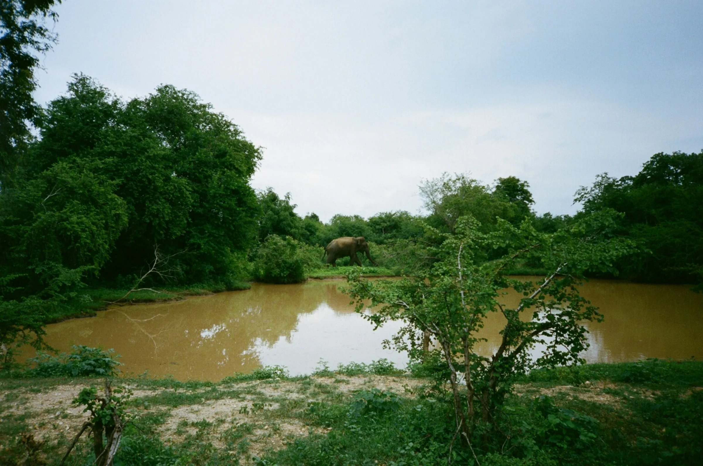Reservoir landscape in Udawalawe National Park
