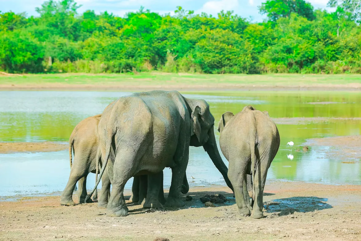 Elephant herd at the reservoir in Udawalawe National Park, Sri Lanka