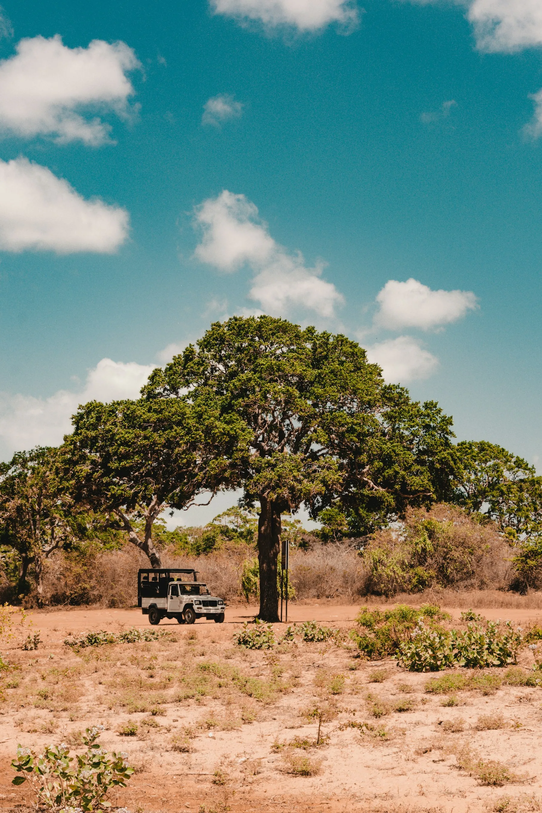Safari jeep beneath a spreading tree in Yala National Park