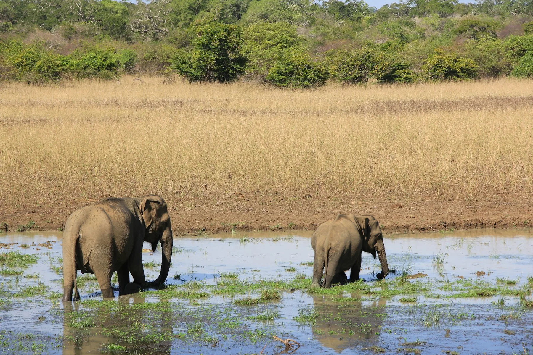 Elephants standing in water in Yala National Park