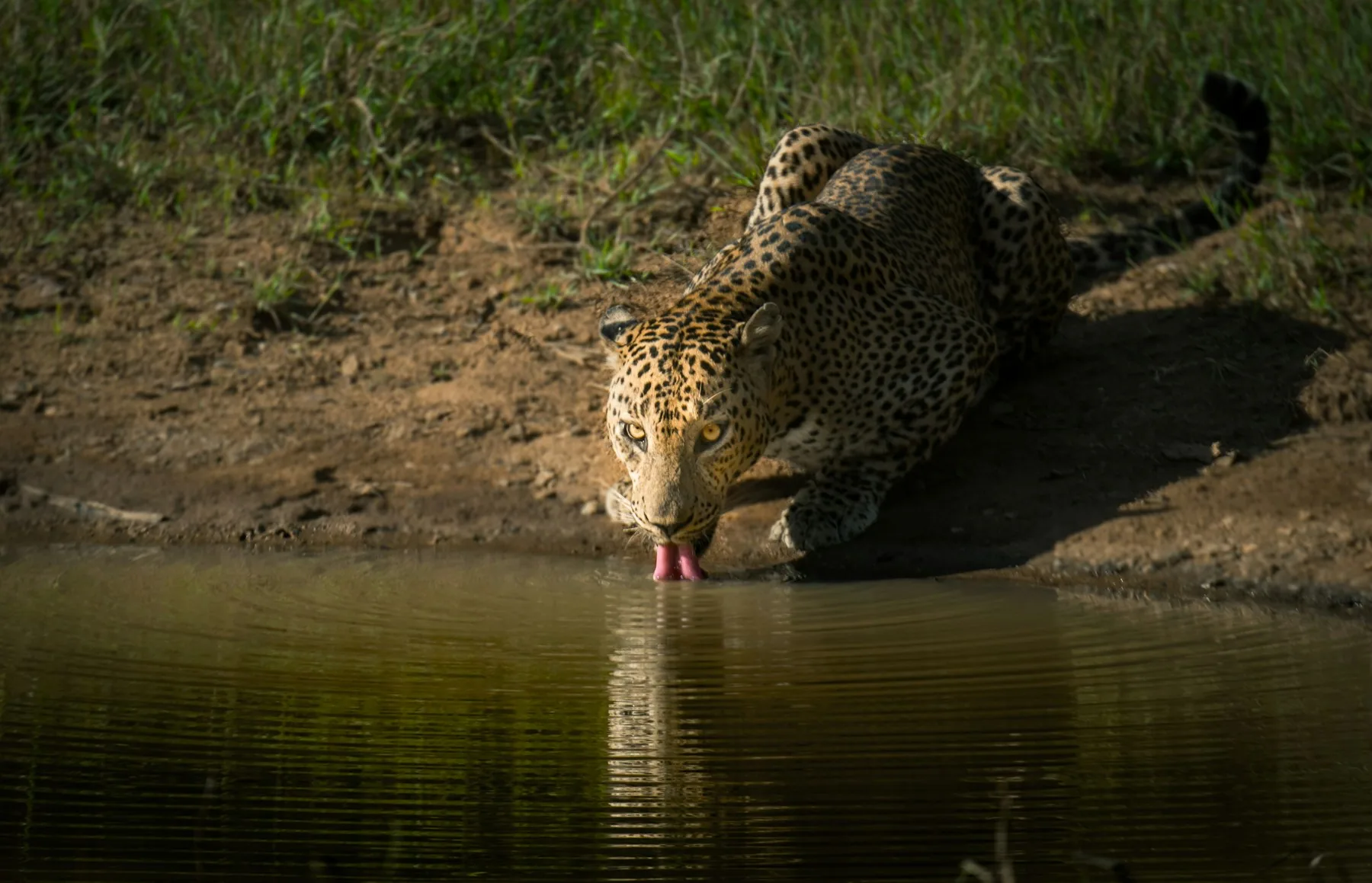 Leopard beside water on a Yala safari