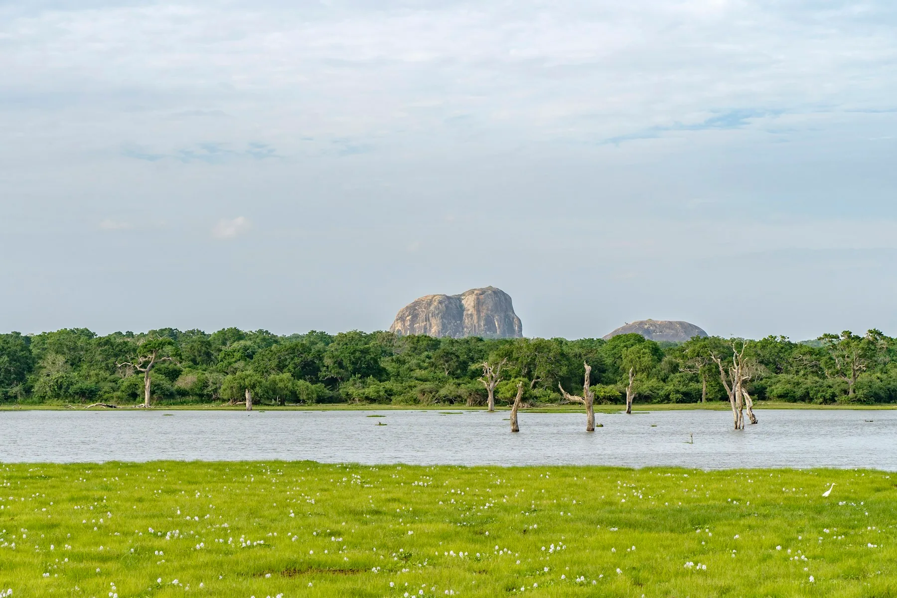 Wildlife lagoon surrounded by trees in Yala