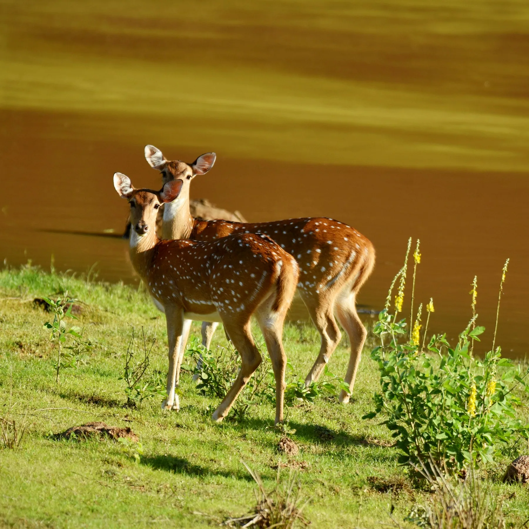 Spotted deer in Yala grassland