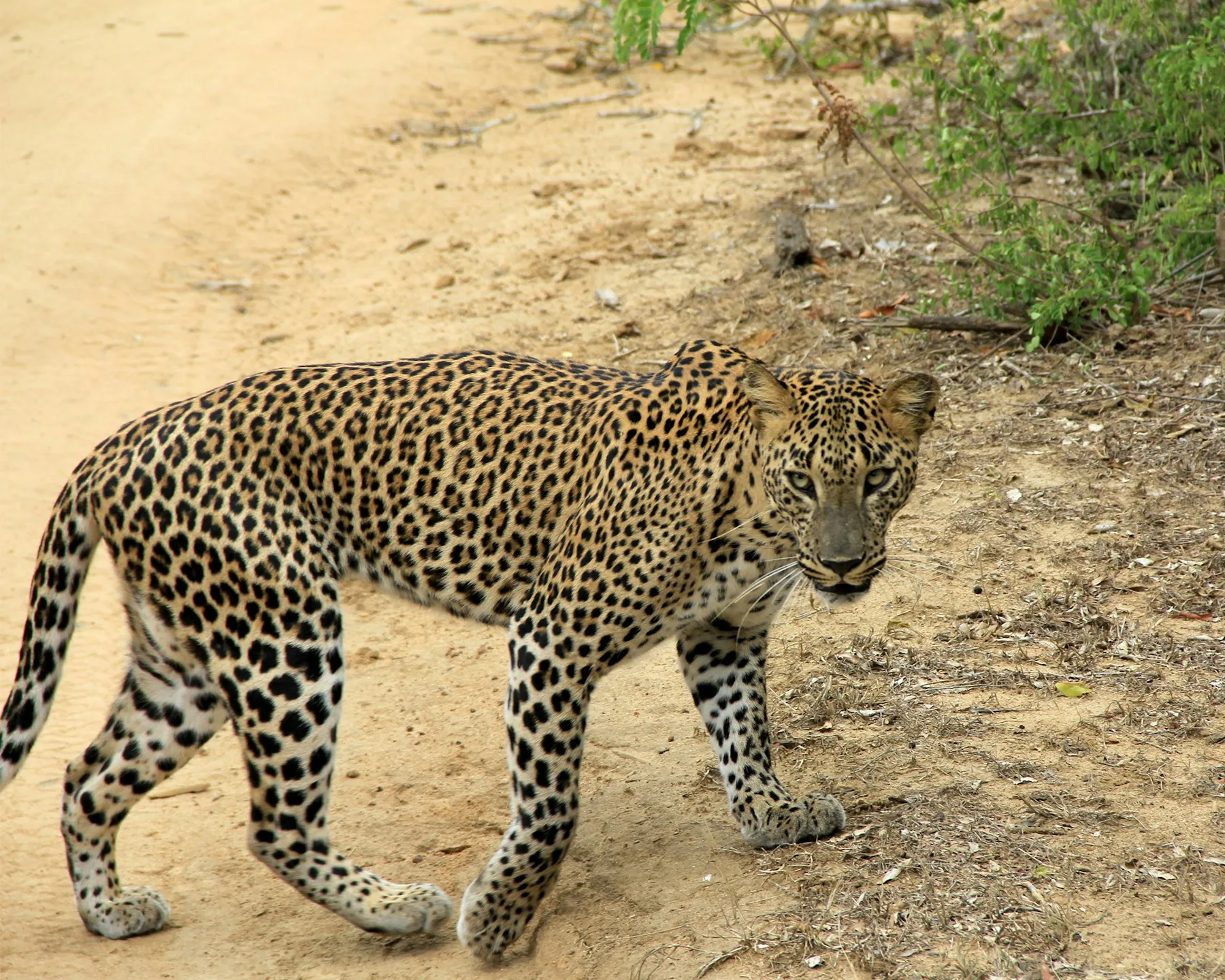 Leopard walking along a dry safari track in Yala