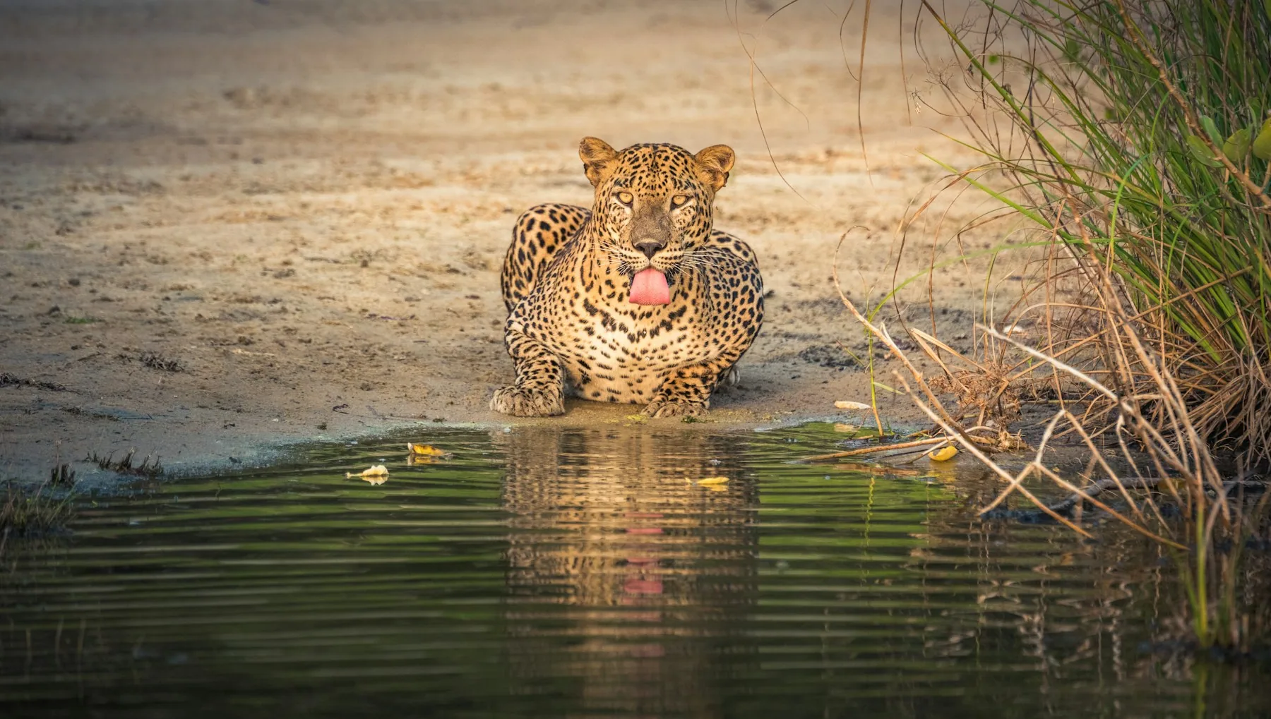 Leopard at a waterhole in Yala National Park
