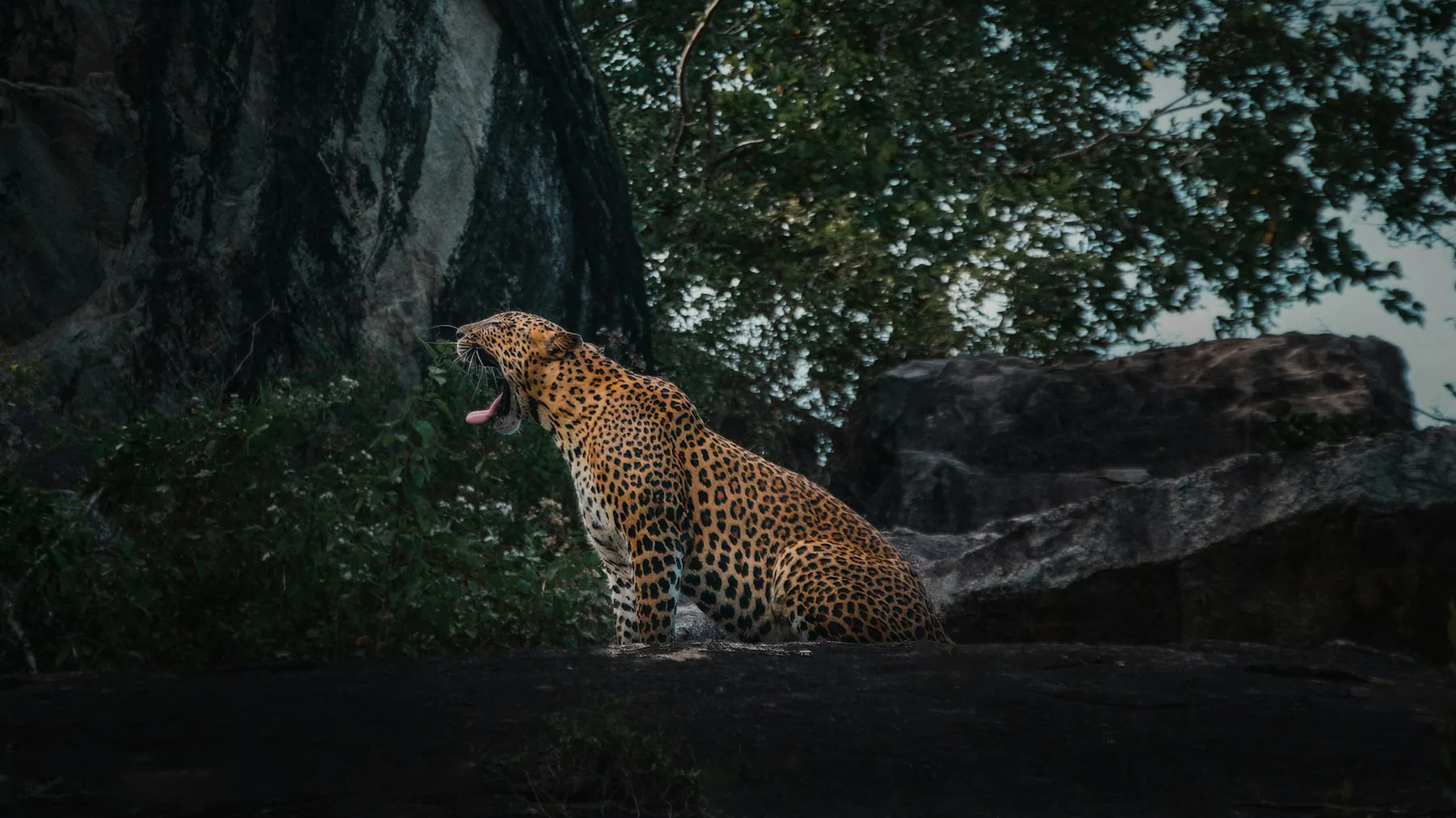 Leopard resting during a Yala wildlife drive
