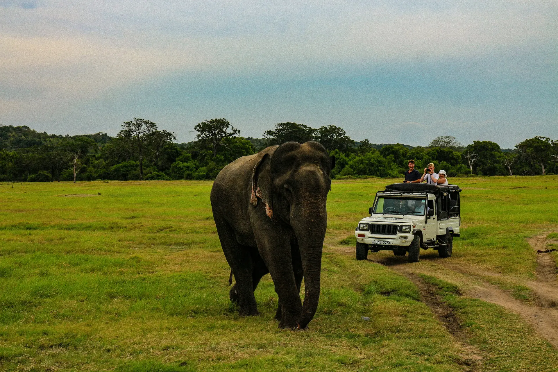 Elephant safari in Sri Lanka