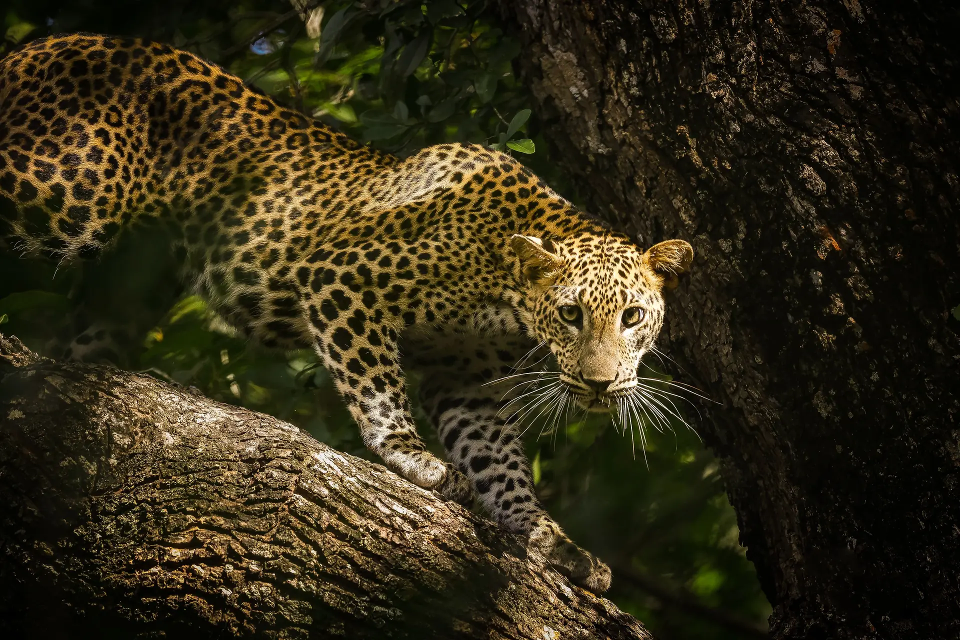 Sri Lanka leopard