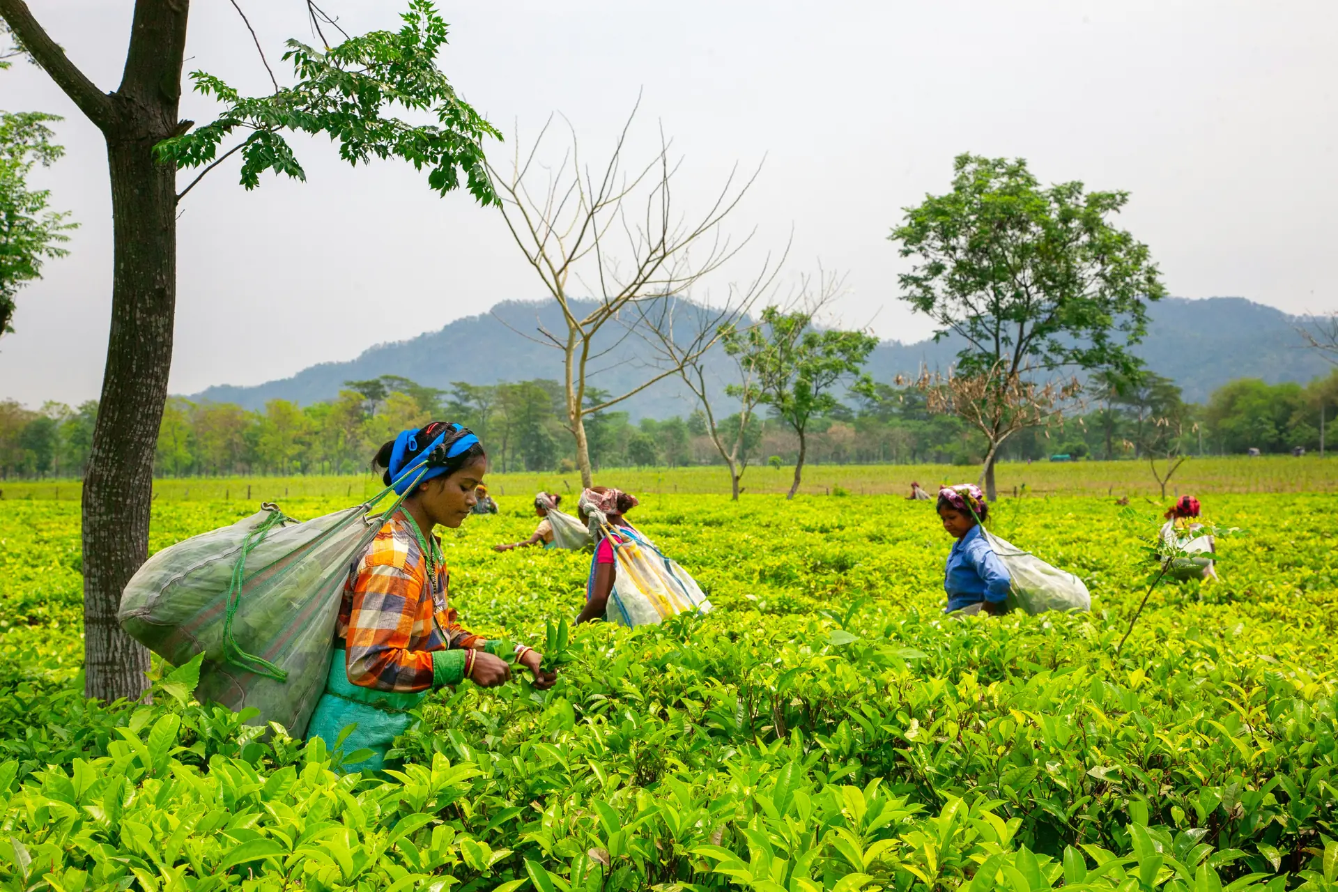 Tea pickers in Sri Lanka's hill country