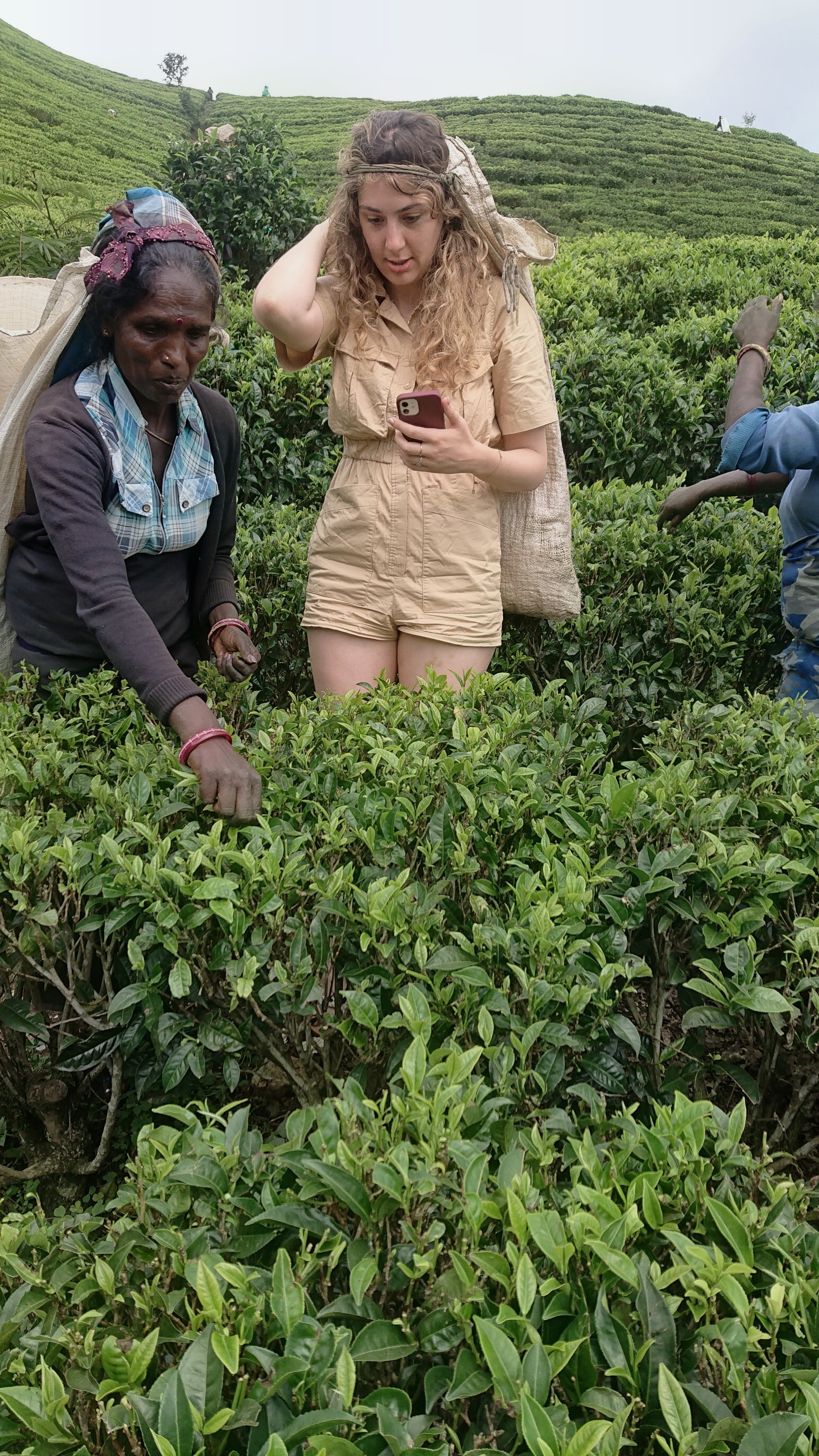 Traveller experiencing tea picking in Sri Lanka's highlands